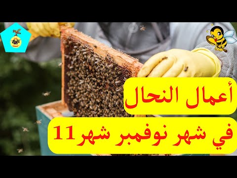 أعمال النحال في شهر نوفمبر أي الشهر 11