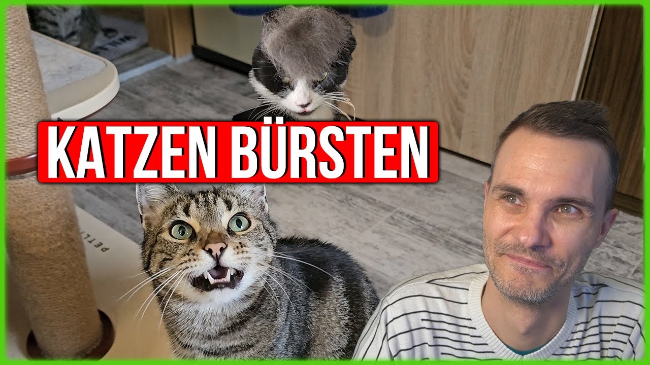 Lustige Hunde und Katzen videos 🌈😊 Lustige Tiere | Lieblingskatze 💓