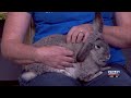 You Can Help Save Abandoned Bunnies