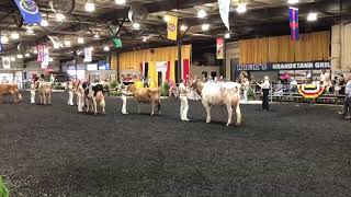 4-H/FFA Dairy Show - All Breeds