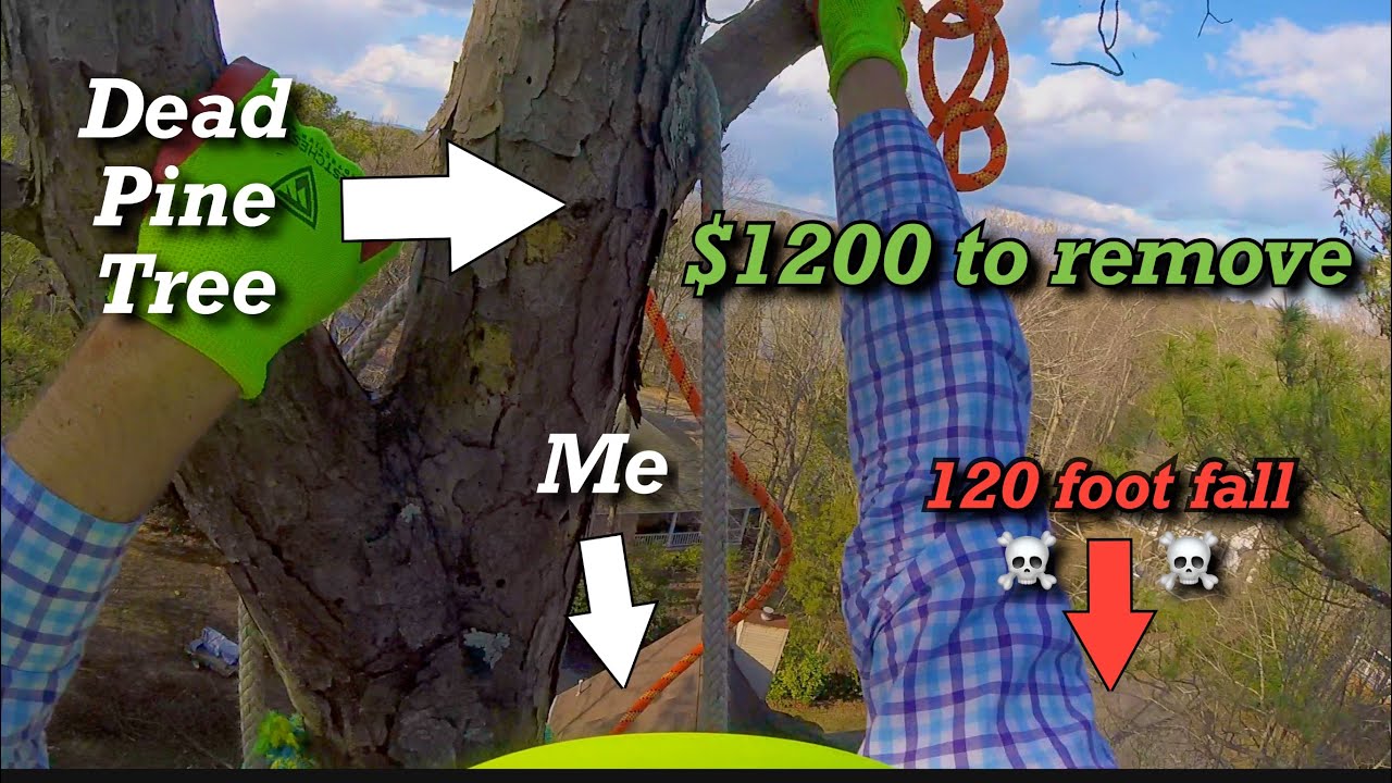140 foot Dead☠️ Pine Tree | a “lay arborists” method of tree removal ...