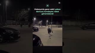 Polonya’da şehir merkezinde dolaşan yabani domuzları kovaladı robot