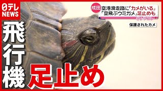 【カメ侵入】成田空港の滑走路が一時閉鎖…「空飛ぶウミガメ」足止めも
