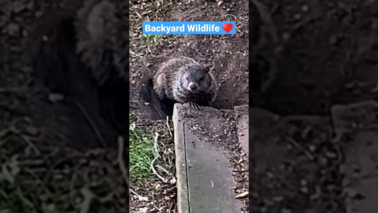 Backyard Wildlife ♥️ 