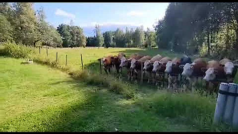 Corgi playing fetch with a great audience.. 😂