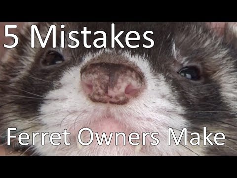 5-mistakes-new-ferret-owners-make