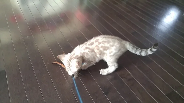 Watch the video about Latte's Bengal kittens playing