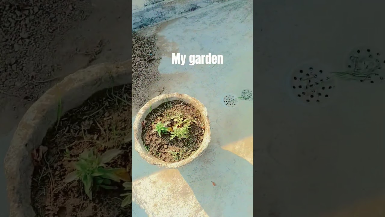 garden#support #petbird #funny #dj