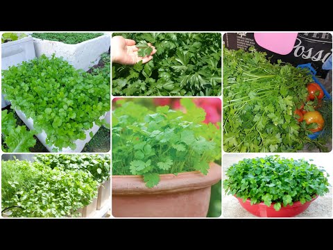 أفضل 2 لزراعة البقدونس أو الكزبرة في منزلك بسهولة من البذور إلى الحصاد زراعة الأسطح