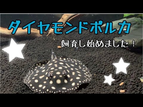 淡水エイってどんな魚 特徴や生態 おすすめの飼育方法をチェックしてみた