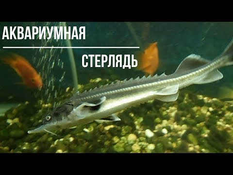 СТЕРЛЯДЬ АКВАРИУМНАЯ.