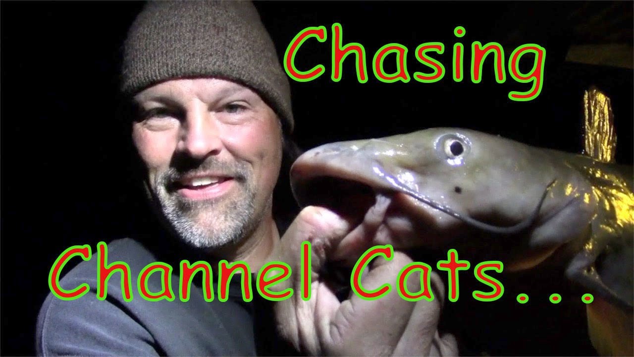 Channel Catfish Fishing Lake Shasta Style! YouTube