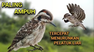 Download Lagu Suara pikat burung pelatuk beras terbukti paling ampuh terbaru 2025 MP3 Download Lagu Suara pikat burung pelatuk beras terbukti paling ampuh terbaru 2025 MP3
