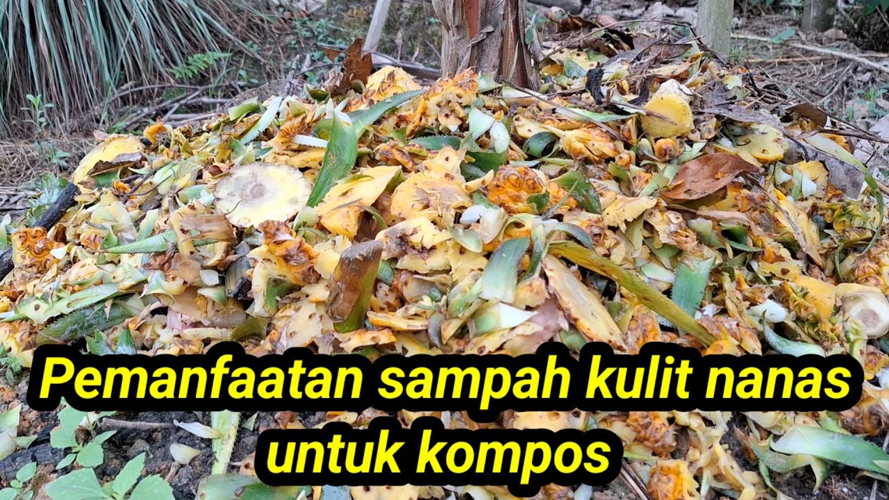 Kulit nanas untuk kompos #Tani Channel Nusantara#