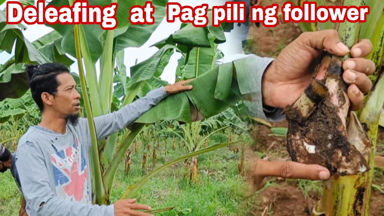 LAKATAN FOLLOWER SELECTION DELEAFING & ROUND WEED/ GHA AGRI TV