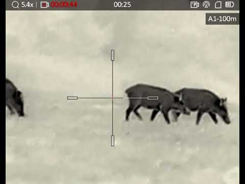 WildBoar Hunting Hikmicro Stellar SH35 90m Wildboar Thermohunterpr Viralvideo Nature Fyp
