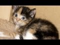 Cute Colored Baby Kitten - 5 weeks old