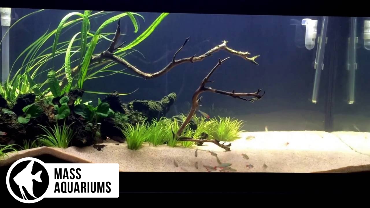 Black Beard Algae 3 Keys to Successfully Removing BBA from your