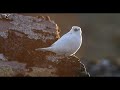 St. Matthew Island Alaska Expedition