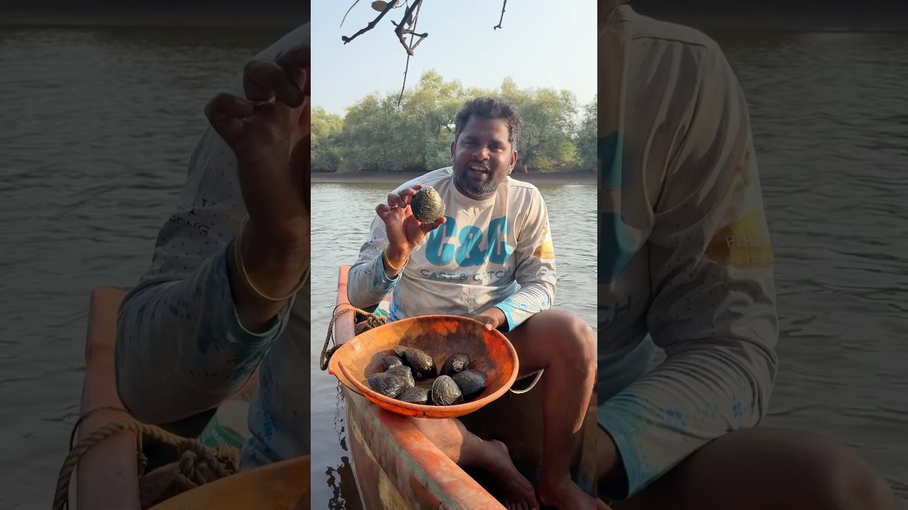 चिखलात मिळणारा मोठा शिंपला "म्हारई" | Big Size Mud Clam