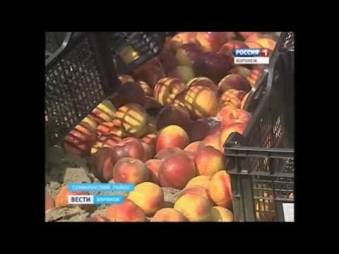 Обноружение плодожорки в нектарине