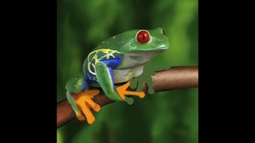 ProCreate Digital Paint - Red Eyed Tree Frog