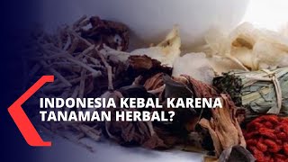 Tanaman Herbal Jadi Solusi Cegah Efek Virus Corona, Benarkah Itu Alasan Orang Indonesia Kebal?