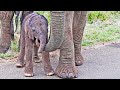 Mama elephant introduces newborn calf to herd