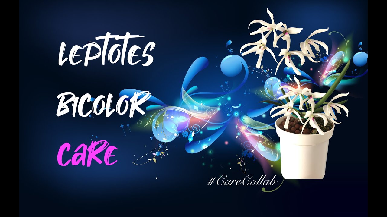 How to Grow Leptotes bicolor | Self-watering & seramis #ninjaorchids #orchid #CareCollab