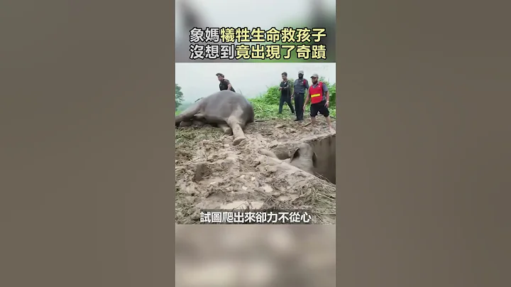 象妈妈牺牲自己救孩子,没想到最后竟出现奇蹟!#动物#救援#感动#妈妈#Shorts - 天天要闻