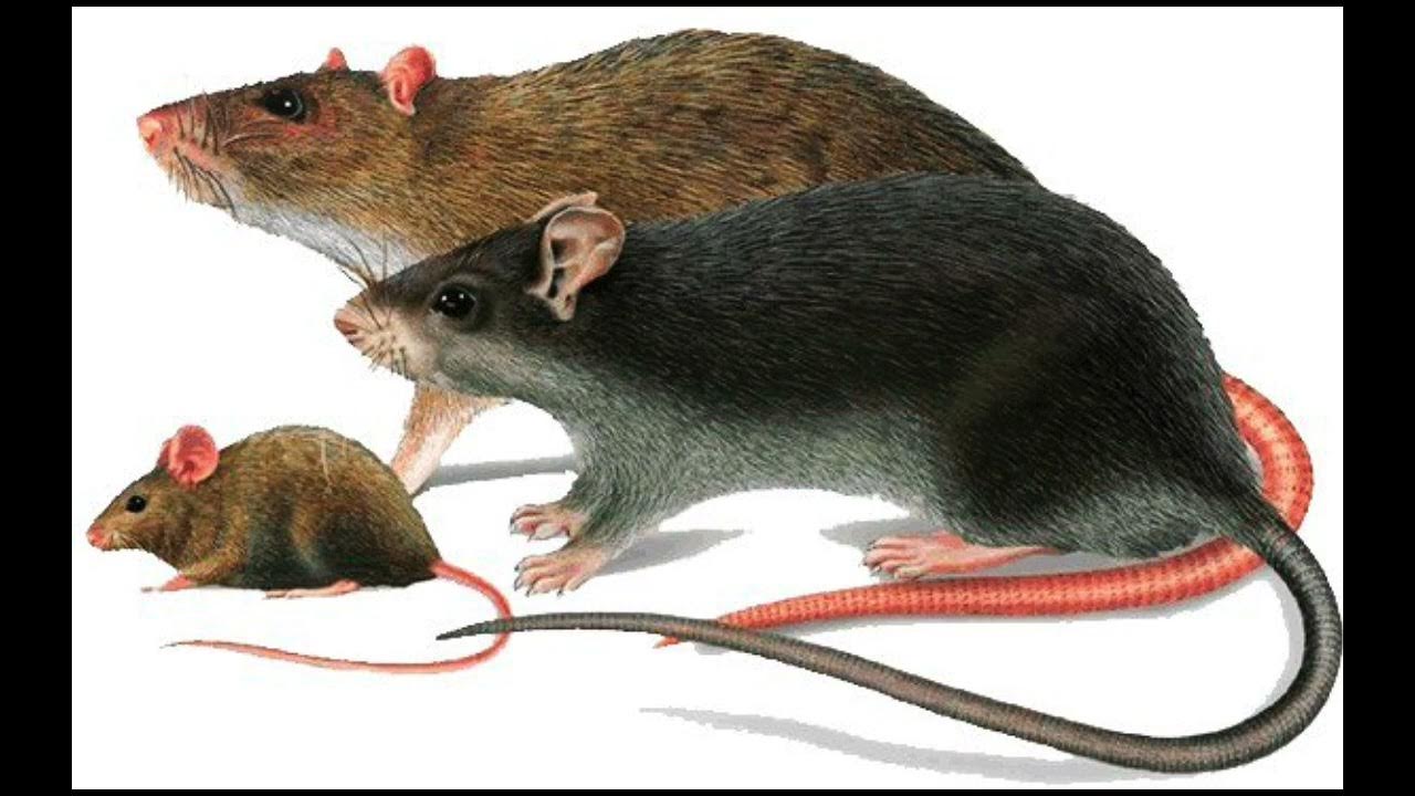 Синантропные животные это. Мышь и крыса. Серая крыса. Домовая мышь и крыса. Маленькая крыса и мышь.