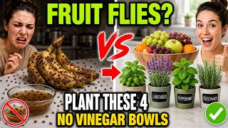 Vinegar Traps Are Disgusting. These 4 Plants Work Better - Stop Fruit Flies in 48 Hours