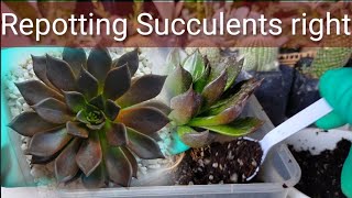 Repotting Succulents l Paano magrepot ng Succulents ng tama?