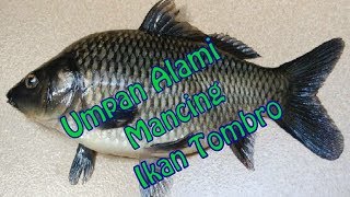 UMPAN ALAMI IKAN TOMBRO di Kolam ataupun Liar Paling Ampuh