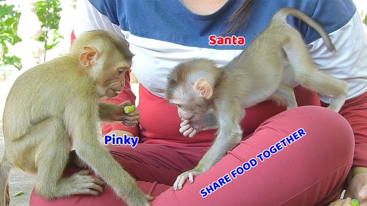 baby monkey crying for milk Real time baby Santa and brother Pinky share food together - Santa is almost to stay in group