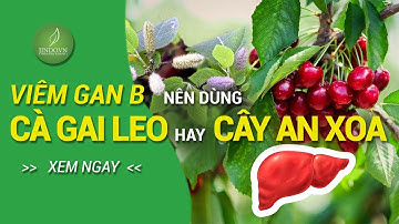 Bị viêm gan B nên dùng cây an xoa hay cây cà gai leo