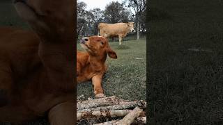 #cowvideos #cow