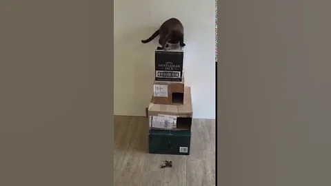 Video 1216091: blue burmese kitten, brown burmese, kitten chasing