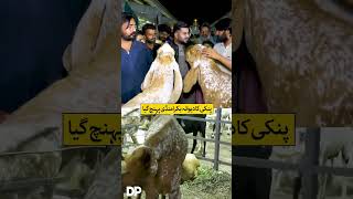 “Pinky” the Crazy-in-Love Goat Arrives at the Cattle Market | Discover Pakistan shorts