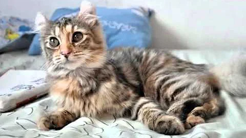 Watch the video about Black American Curl | Cat Picture Collection