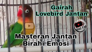 Gairah Lovebird Jantan Proses Jebol Birahi Emosi Akan Muncul Menjadi Suara Kering Minor