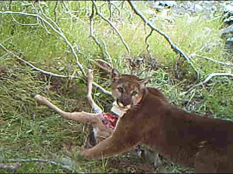 Puma feeding on deer carcass in grass - YouTube