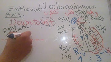 CVS new system (ECG Normal curve) dr mohamed fayez