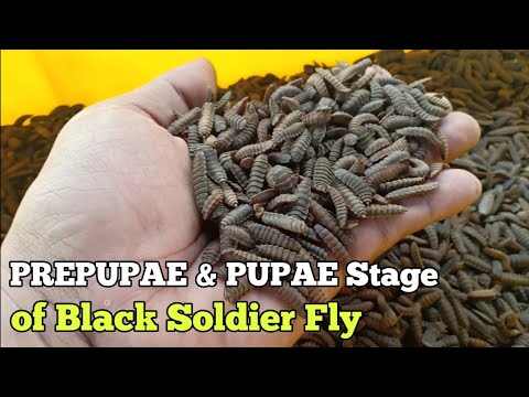 The Difference between Prepupae & Pupae of Black Soldier Fly l STAGE & Their Cycle