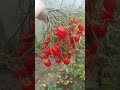 Лучше томата нигде не найдёте! Шикарный урожайный сорт!