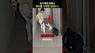 집사에게 엄청난 복수를 시작한 냥이ㄷㄷ