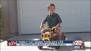 New Details: Incredible feline saves owners' son