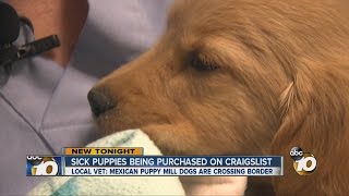 It is being called an unintended consequence of the ban on pet stores
selling puppies in san diego. ◂ diego's news source - 10news, kgtv,
delivers la...