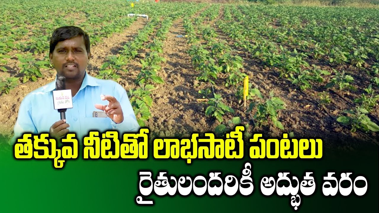 More Yield Crops With Less Water || Drip Irrigation Process || Low ...