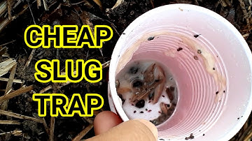 Making a cheap slug trap from yeast